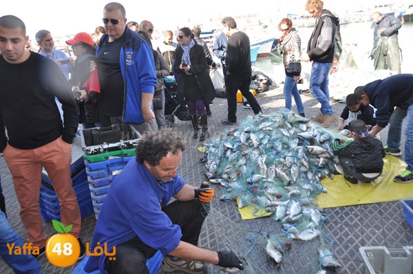 samak denisss (13).JPG